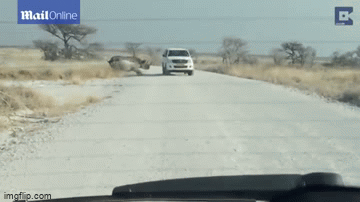 Video: Tê giác nổi điên húc thẳng vào xe ô tô khiến du khách khiếp sợ