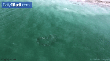 Khoảnh khắc tuyệt đẹp: Đàn cá bơi tạo thành hình trái tim lớn giữa biển khơi