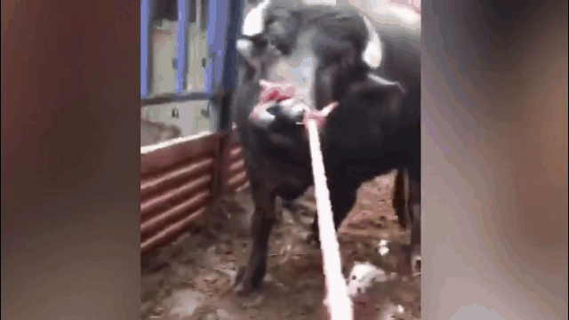 Video: Kỳ lạ chú bò bất ngờ quỳ gối  khi sắp vào lò mổ