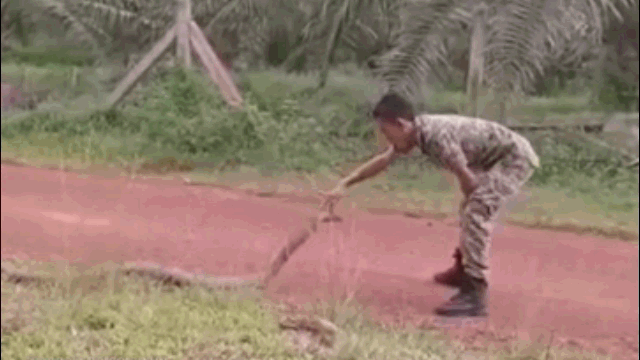 Video: Thanh niên tay không bắt sống rắn hổ mang chúa khổng lồ