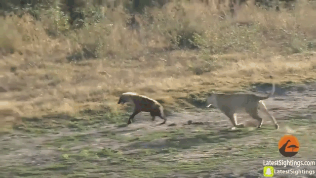 Video: Cả gan tấn công sư tử con, linh cẩu nhận cái kết thảm