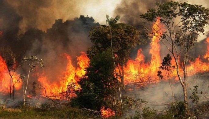 Chính quyền Syria tử hình 24 người đốt rừng
