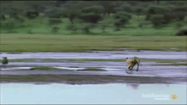 Video: Bị cả đàn sư tử truy sát, linh dương con vẫn thoát nạn ngoạn mục