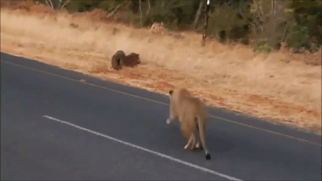 Video: Lợn bướu nhanh chân đào tẩu, bỏ mặc bạn cho sư tử đoạt mạng