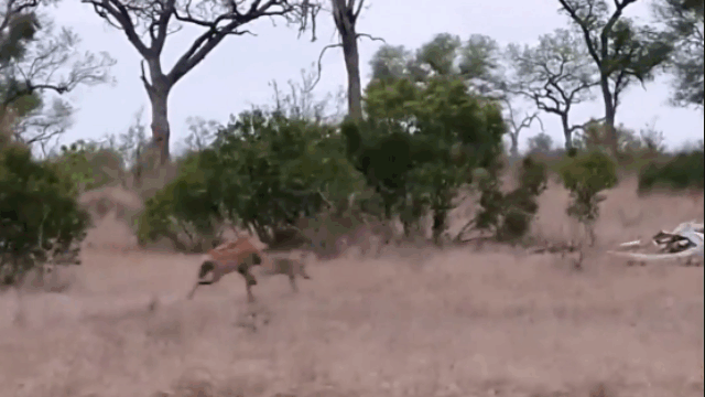 Video: Báo hoa con bị linh cẩu truy sát trong lúc vắng mẹ