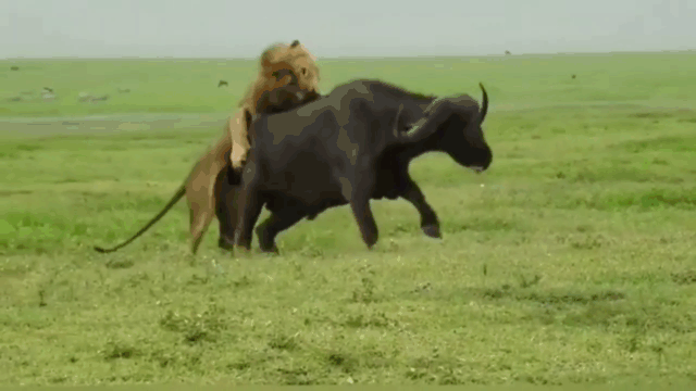 Video: Sư tử đực ra tay đoạt mạng trâu rừng