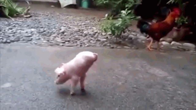 Video: Chú lợn chỉ có 2 chân vẫn kiên cường tập đi
