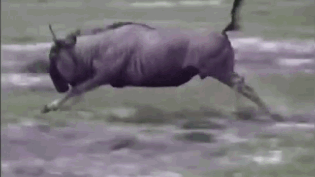Video: Linh dương đầu bò nổi điên húc chó hoang bất tỉnh