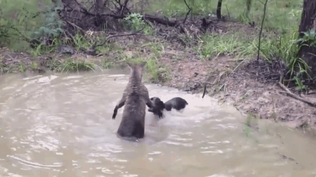 Video: Bị truy sát, kangaroo nhanh trí tung đòn hiểm dìm chó săn