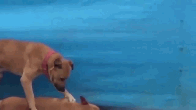 Video: Chú chó tuyệt vọng tìm cách đánh thức bạn bị xe đâm