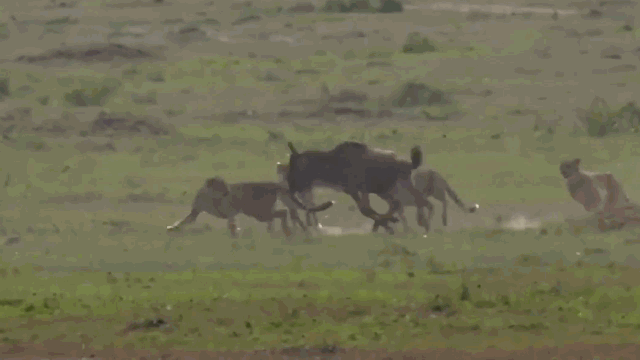Video: Linh dương đầu bò một mình tử chiến 5 báo săn và cái kết