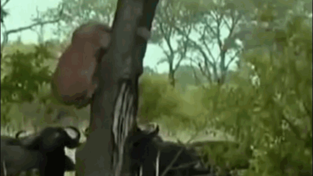 Video: Trâu rừng nổi cơn thịnh nộ, đánh hội đồng sư tử để trả thù cho nghé con