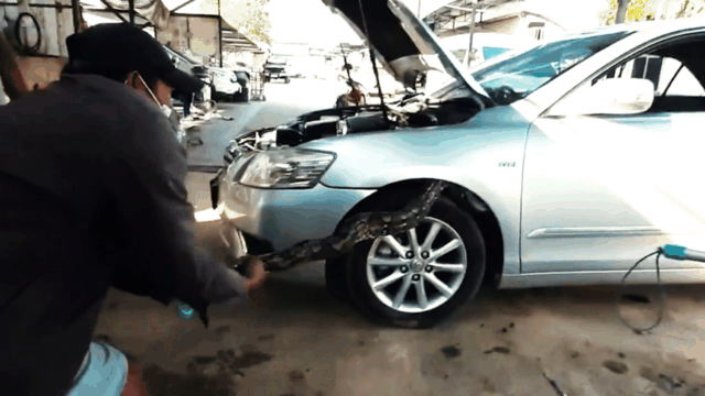 Video: Nhóm người vật vã tóm sống trăn khủng trốn trong ô tô