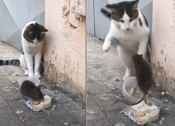 Video: Rón rén xin lại bữa ăn của chính mình, con mèo tội nghiệp bị chuột khổng lồ hung hăng "tung cước"