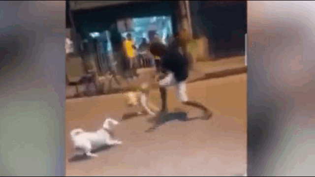 Bị 3 con chó dữ tấn công dữ dội khi đang đi đường, thanh niên bình tĩnh đến không ngờ