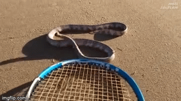 Video: Con rắn mất đầu vẫn có thể di chuyển, tấn công người trên bãi biển