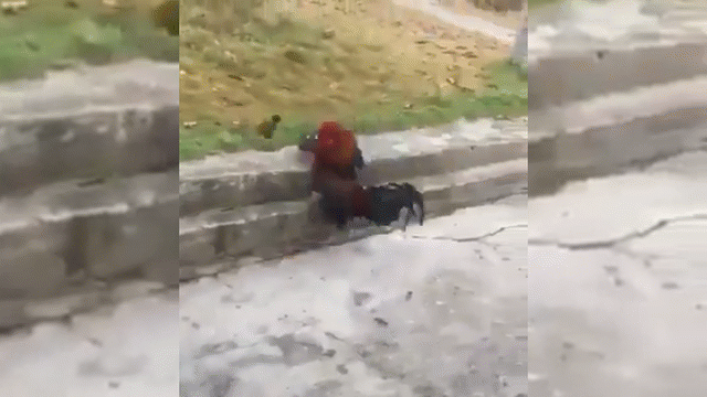 video chim se be hat tieu hang mau da ga trong te tua