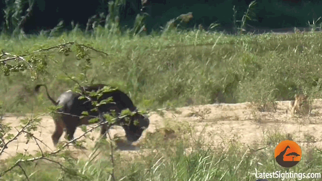 Video: Thấy kỳ đà sắp sửa bị sư tử kết liễu, trâu rừng vội vàng lao tới như bay tung đòn "cứu thế"