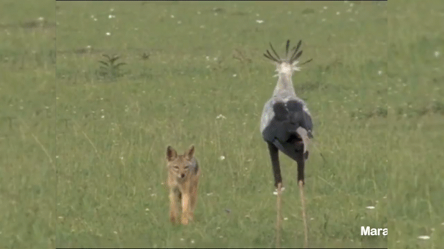 Video: Chó rừng mon men định tấn công chim khổng lồ nhưng rồi phải cúp đuôi chạy thẳng