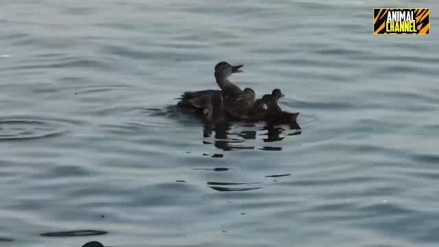 video vit me dien tiet va hai au toi boi vi dam tan cong dan vit con