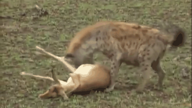 Video: Linh dương giả chết "qua  mặt" báo săn và linh cẩu ngoạn mục