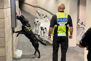 Hạ viện Anh cân nhắc điều chó cảnh sát đến tòa nhà quốc hội vì lý do bất ngờ