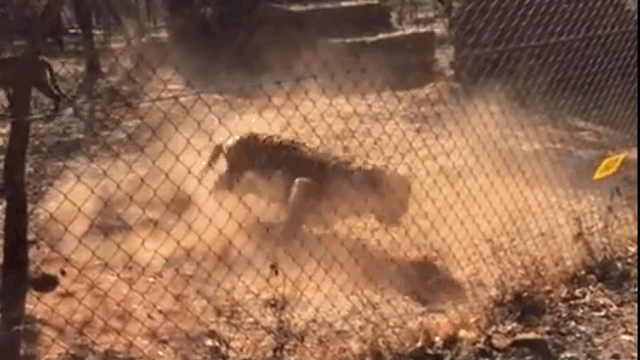 Video: Đang chơi đùa, hổ dữ bất ngờ lên cơn co giật rồi lăn đùng ra đất