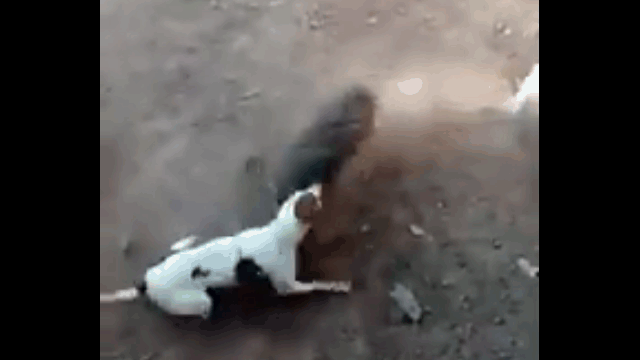 Video: Bị chó Pitbull truy sát, lợn rừng quay lại phản đòn gay gắt