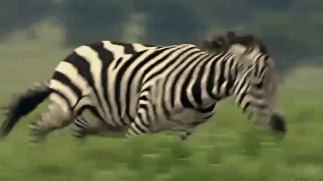 Video: Ngựa vằn tung vó tấn công báo săn để bảo vệ con