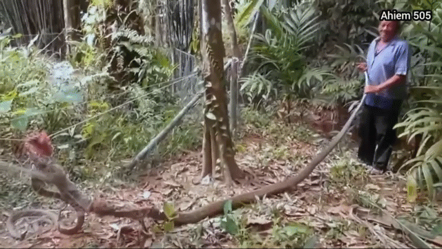 Video: Cặp hổ mang chúa to bằng bắp chân bất ngờ gặp nạn trong vườn