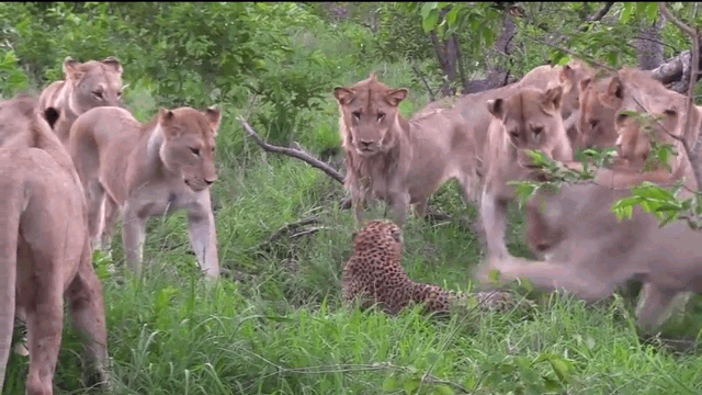 Video: Báo hoa mai tử chiến nảy lửa với bầy sư tử và cái kết