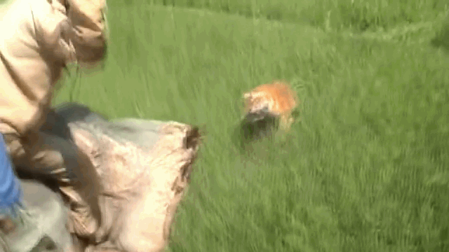 Video: Hổ dữ phi thân nhảy vọt qua đầu voi, vồ trúng nhân viên kiểm lâm