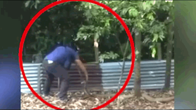 Video: Người đàn ông dùng 1 tay tóm gọn rắn hổ mang chúa dài 4,5 mét