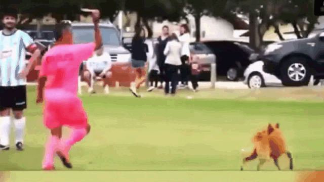 Video: Trọng tài rút thẻ đỏ đuổi chú chó khỏi sân và cái kết