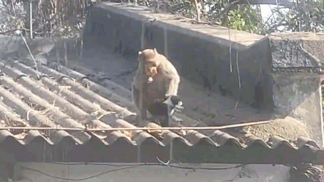 Video: Khỉ "bắt cóc" chú chó con mang lên mái nhà