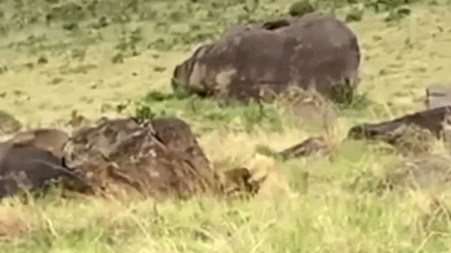 Video: Sư tử đánh lạc hướng trâu mẹ để hạ sát nghé con và cái kết gay cấn