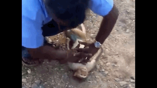 Video: Tài xế tức tốc hô hấp nhân tạo, cứu khỉ con từ cõi chết trở về