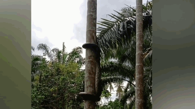 Video: Trăn "khủng" trổ tài leo cây dừa cực điệu nghệ
