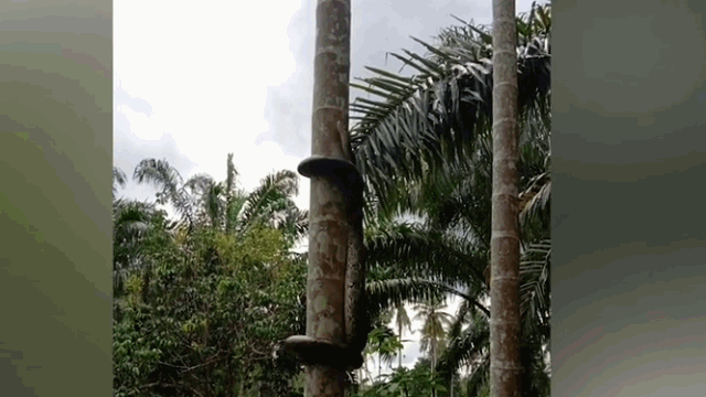 video tran khung tro tai leo cay dua cuc dieu nghe