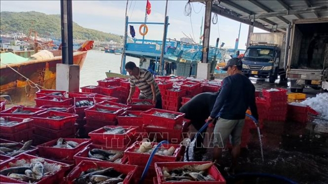 Ngư dân phấn khởi vì thắng lợi chuyến đi biển "xuyên Tết"