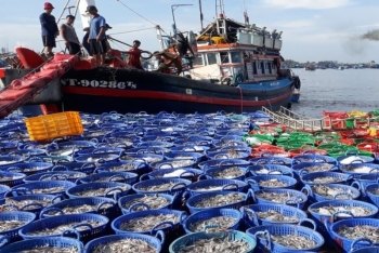 Ngư dân Ninh Thuận nâng cao ý thức chấp hành pháp luật trong khai thác thủy sản, khắc phục "thẻ vàng" IUU