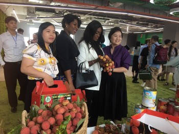 Hợp lực đưa vải thiều Việt Nam vươn ra thế giới Hợp lực đưa vải thiều Việt Nam vươn ra thế giới