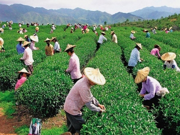 Đài Loan mở cửa tiếp nhận lao động Việt Nam làm việc trong 7 lĩnh vực nông nghiệp