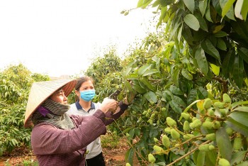 103 thương nhân Trung Quốc được phép thu mua vải thiều tại Bắc Giang