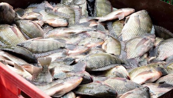 Sản xuất cá rô phi: Cơ hội và chiến lược phát triển bền vững