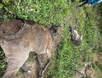 Hơn 140 con trâu, bò tại các huyện miền núi Nghệ An bị chết rét