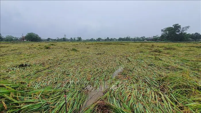 Gần 13.000 ha lúa ở Quảng Bình, Quảng Trị, Thừa Thiên Huế bị thiệt hại do mưa lớn