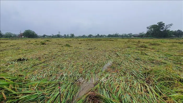 gan 13000 ha lua o quang binh quang tri thua thien hue bi thiet hai do mua lon