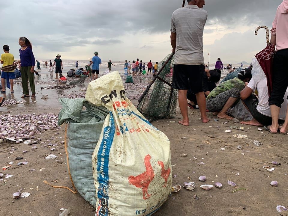 Hàng trăm tấn ngao trôi dạt vào biển Quỳnh Phương sau mưa bão