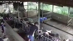 Video: Hãi hùng cảnh sét đánh chết đàn con bò sữa ở Lâm Đồng